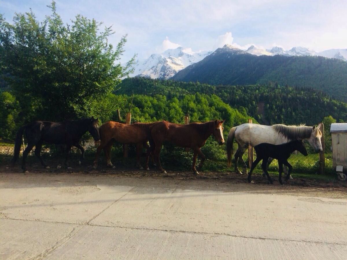 Гостевой дом Gues House Larda Местиа-19