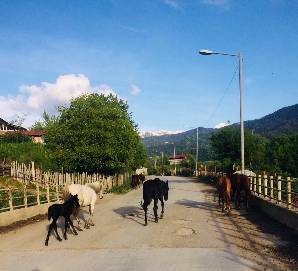 Гостевой дом Gues House Larda Местиа-29